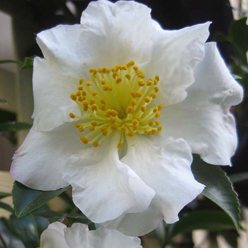 Camellia sasanqua Setsugekka - Herfstcamelia (Flowering)