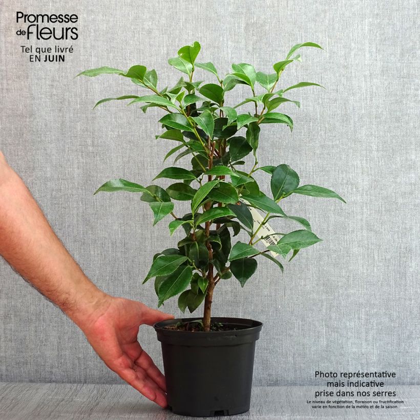 Exemplaar van Camellia japonica Stacy Susan - Japanse camelia Pot van 2 l/3 l zoals geleverd in de zomer