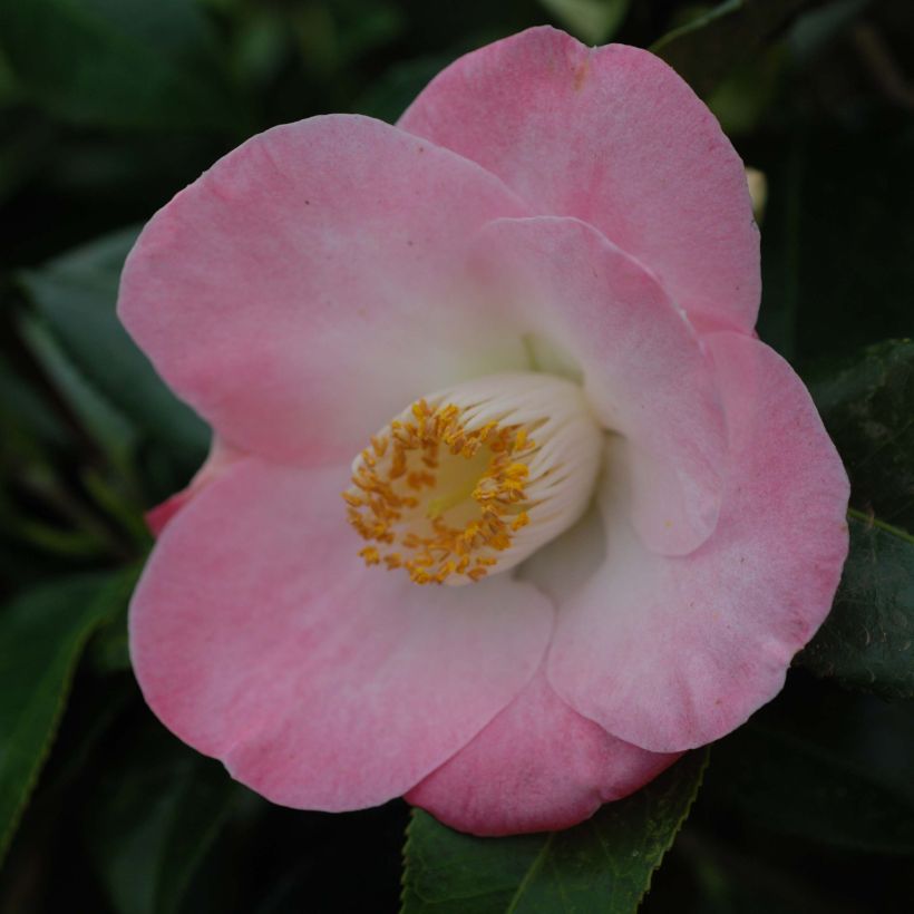 Camellia japonica Sunny Side - Japanse camelia (Flowering)