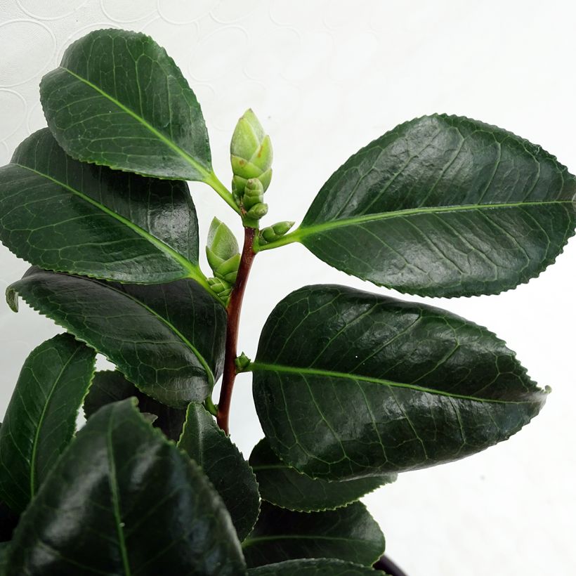 Camellia japonica Sunny Side - Japanse camelia (Foliage)