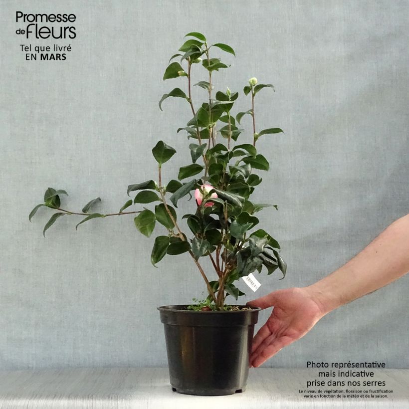 Exemplaar van Camellia japonica Sunny Side - Japanse camelia Pot van 4 l/5 l zoals geleverd in de lente