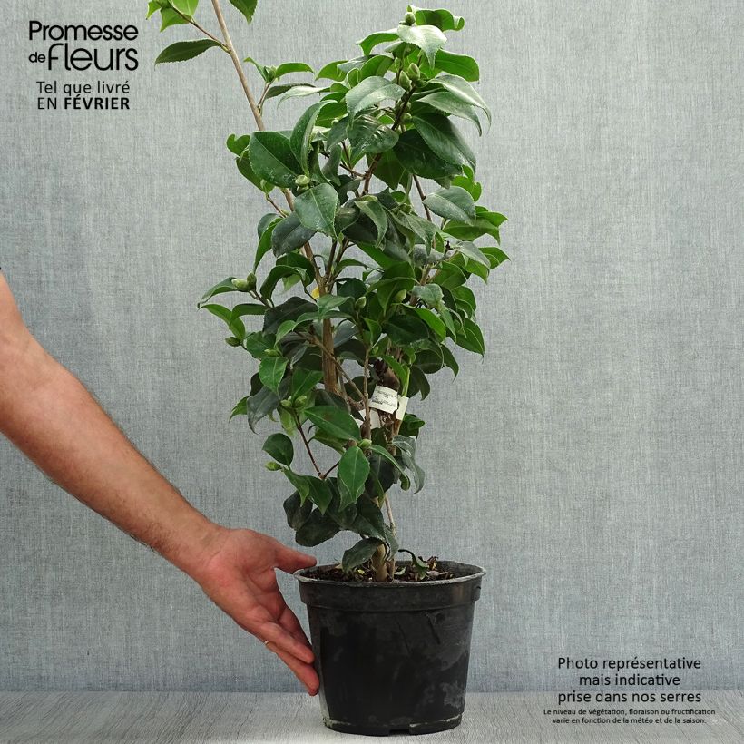 Exemplaar van Camellia japonica Sunny Side - Japanse camelia Pot van 4 l/5 l zoals geleverd in de herfst