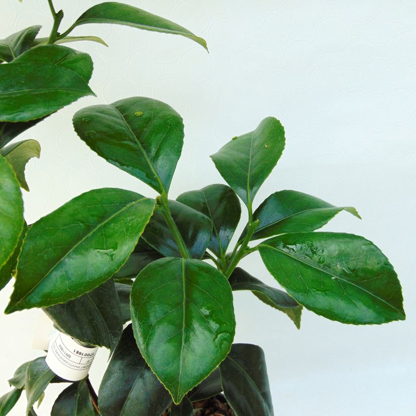 Camellia japonica Sweet Olive - Japanse camelia (Foliage)