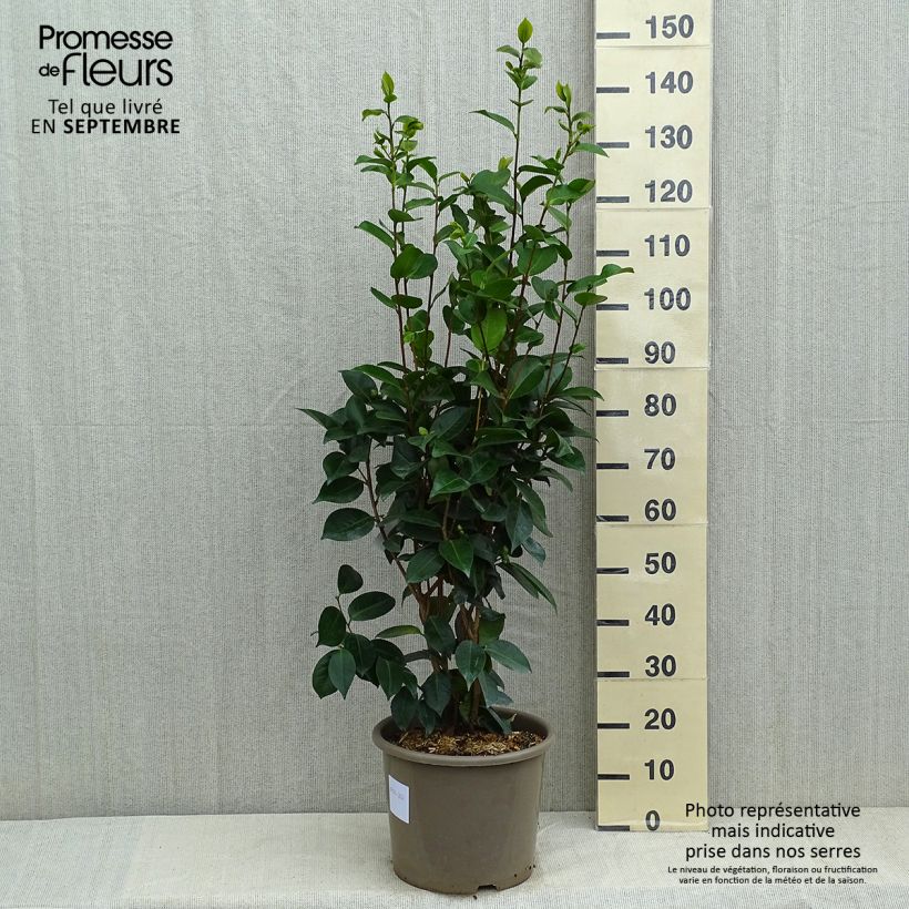 Exemplaar van Camellia japonica Traverso - Japanse camelia Pot van 12 l/15 l zoals geleverd in de zomer