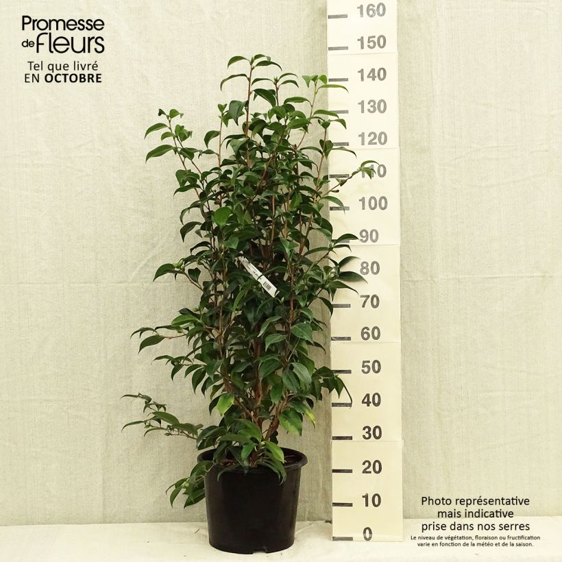 Exemplaar van Camellia japonica Traverso - Japanse camelia Pot van 12 l/15 l zoals geleverd in de herfst