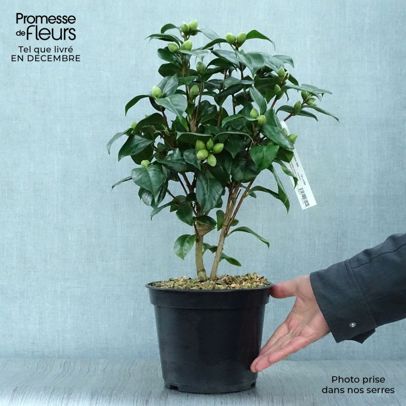 Example of Camélia Valtevareda - Camellia japonica Pot van 4 l/5 l as you get in hiver