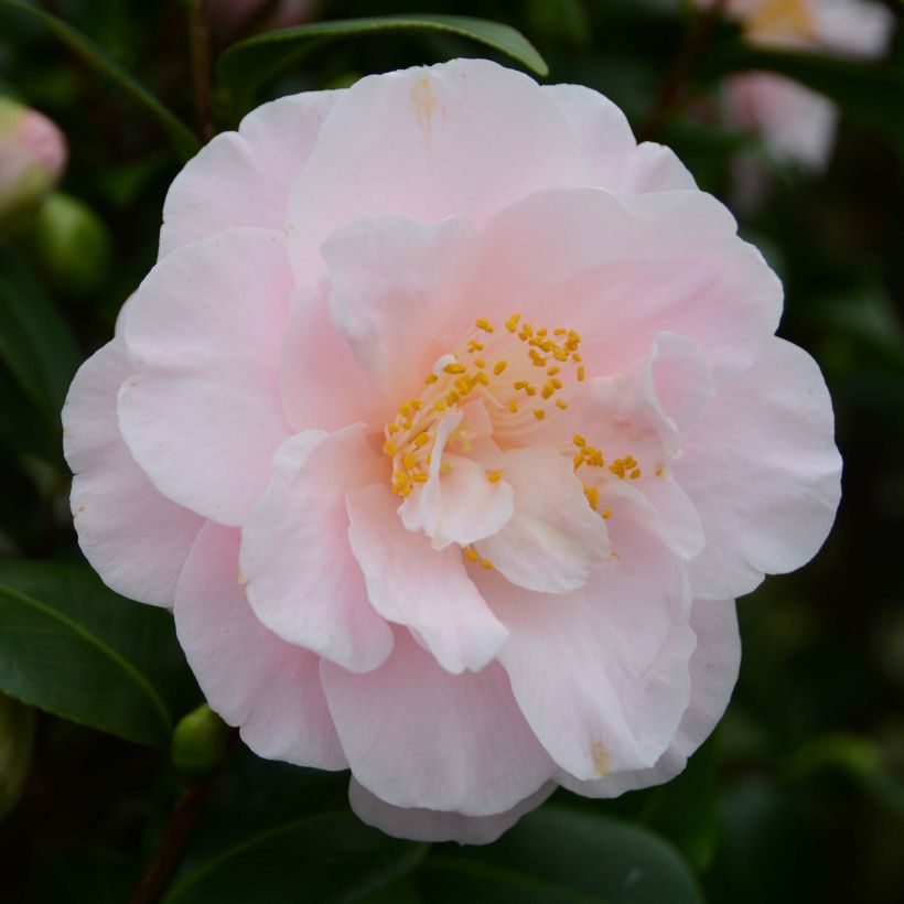 Camellia japonica Virginia Robinson - Japanse camelia (Flowering)
