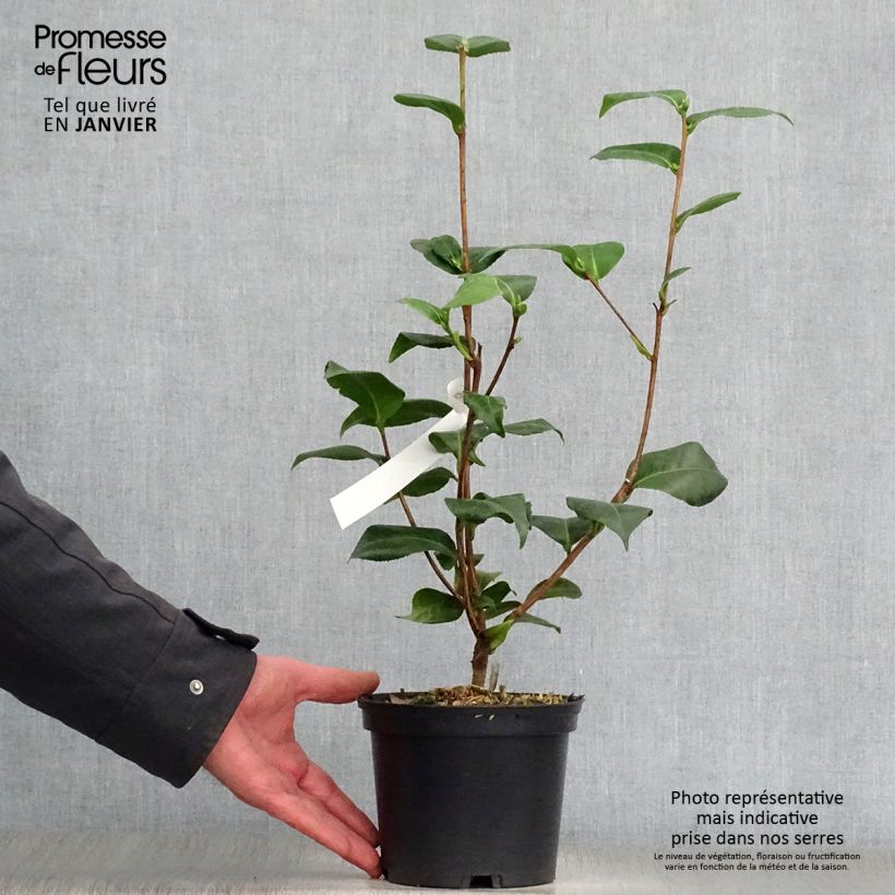 Example of Camélia Virginia Robinson - Camellia japonica Pot van 2 l/3 l as you get in hiver