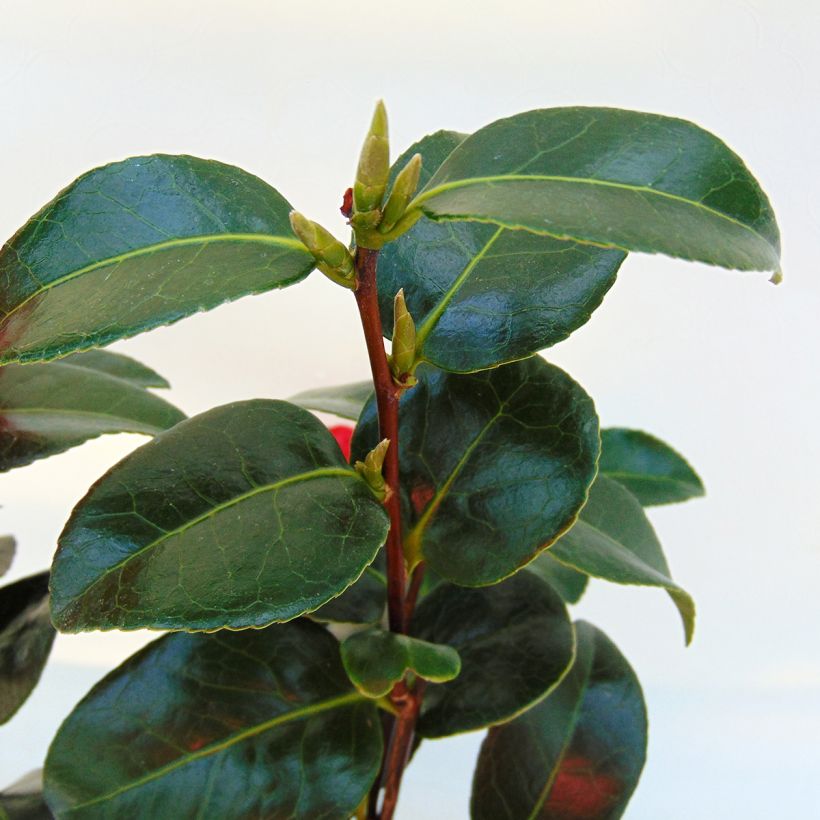 Camellia japonica Volunteer - Japanse camelia (Foliage)