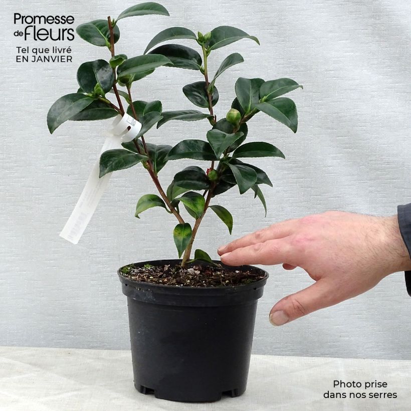 Example of Camélia Volunteer - Camellia japonica Pot van 2 l/3 l as you get in hiver