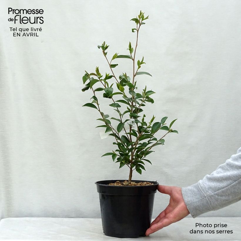 Exemplaar van Camellia Cinnamon Cindy - Japanse roos Pot van 3 l/4 l zoals geleverd in de lente