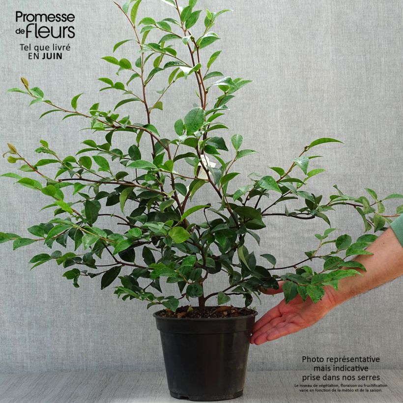 Exemplaar van Camellia Cinnamon Cindy - Japanse roos Pot van 3 l/4 l zoals geleverd in de zomer