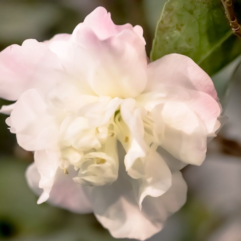 Camellia Cinnamon Cindy - Japanse roos (Bloei)