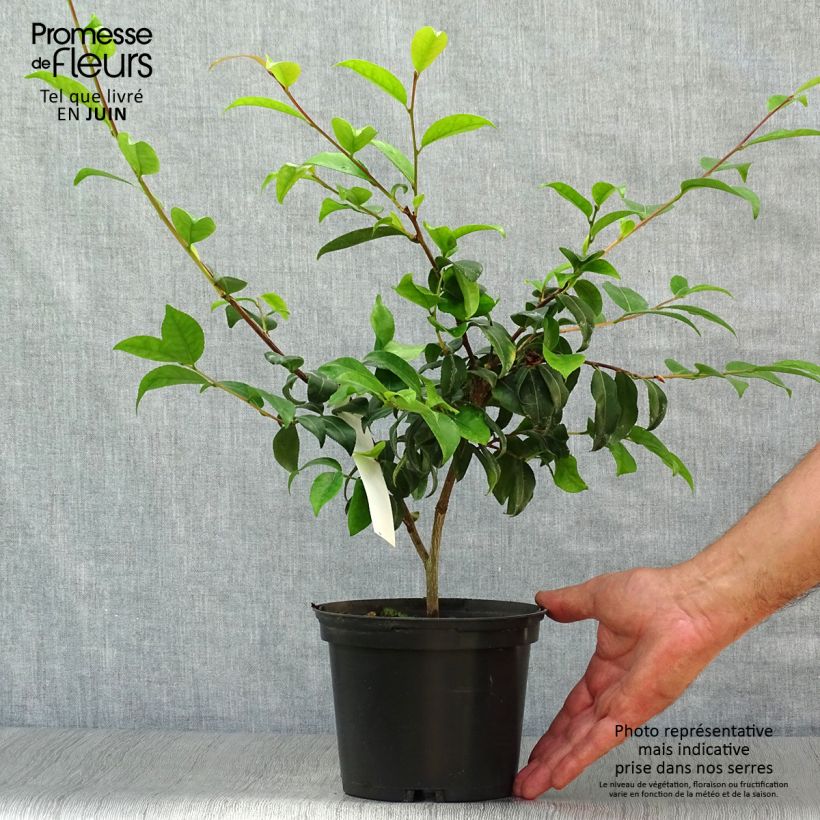 Exemplaar van Camellia Cinnamon Scentsation - Japanse camelia Pot van 1,5 l/2 l zoals geleverd in de zomer