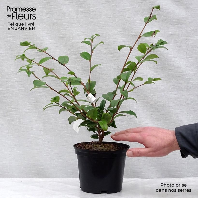 Example of Camélia champêtre - Camellia Cinnamon Scentsation Pot van 1,5 l/2 l as you get in hiver