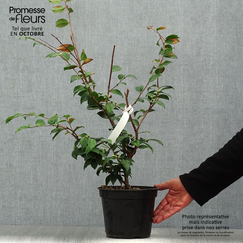 Exemplaar van Camellia Cinnamon Scentsation - Japanse camelia Pot van 3 l/4 l zoals geleverd in de herfst