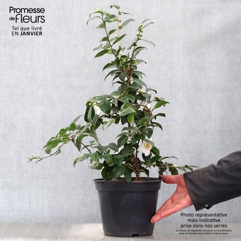 Example of Camélia champêtre - Camellia Cinnamon Scentsation Pot van 3 l/4 l as you get in hiver