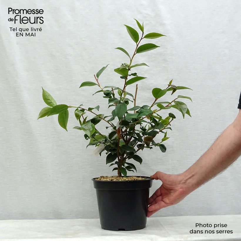 Exemplaar van Camellia High Fragrance Pot van 3 l/4 l zoals geleverd in de lente