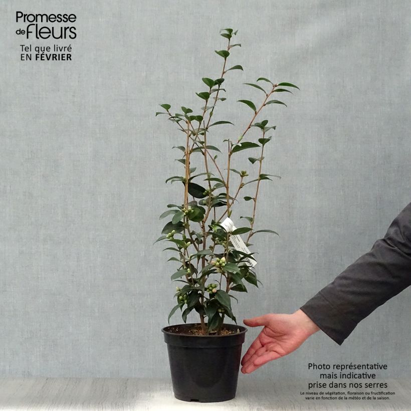 Example of Camélia champêtre - Camellia Spring Festival Pot van 3 l/4 l as you get in hiver