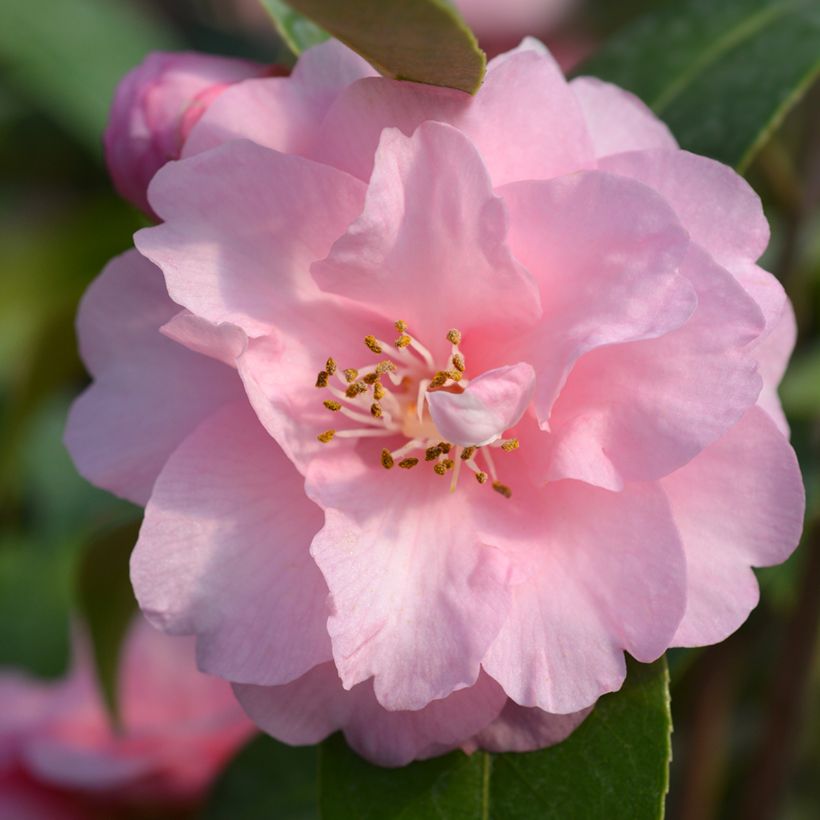 Camellia Spring Festival - Japanse camelia (Bloei)