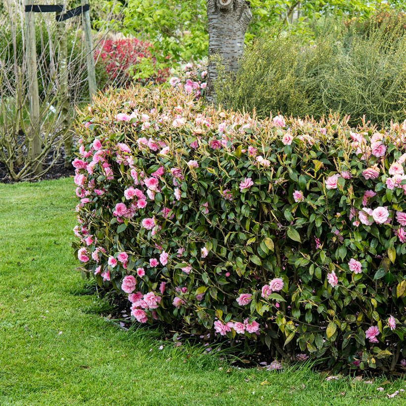 Camellia Spring Festival - Japanse camelia (Groeiplaats)