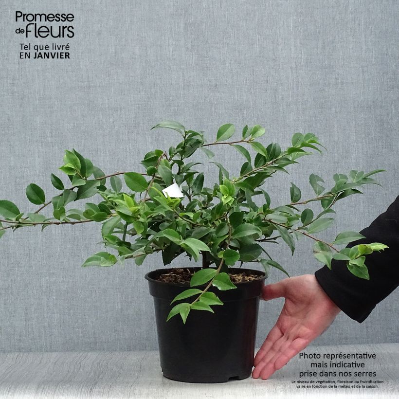 Example of Camellia Sweet Emily Kate Pot van 4 l/5 l as you get in hiver