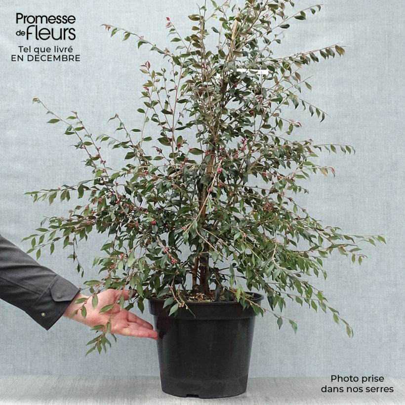 Example of Camélia champêtre Cupido  Pot van 7,5 l/10 l as you get in hiver