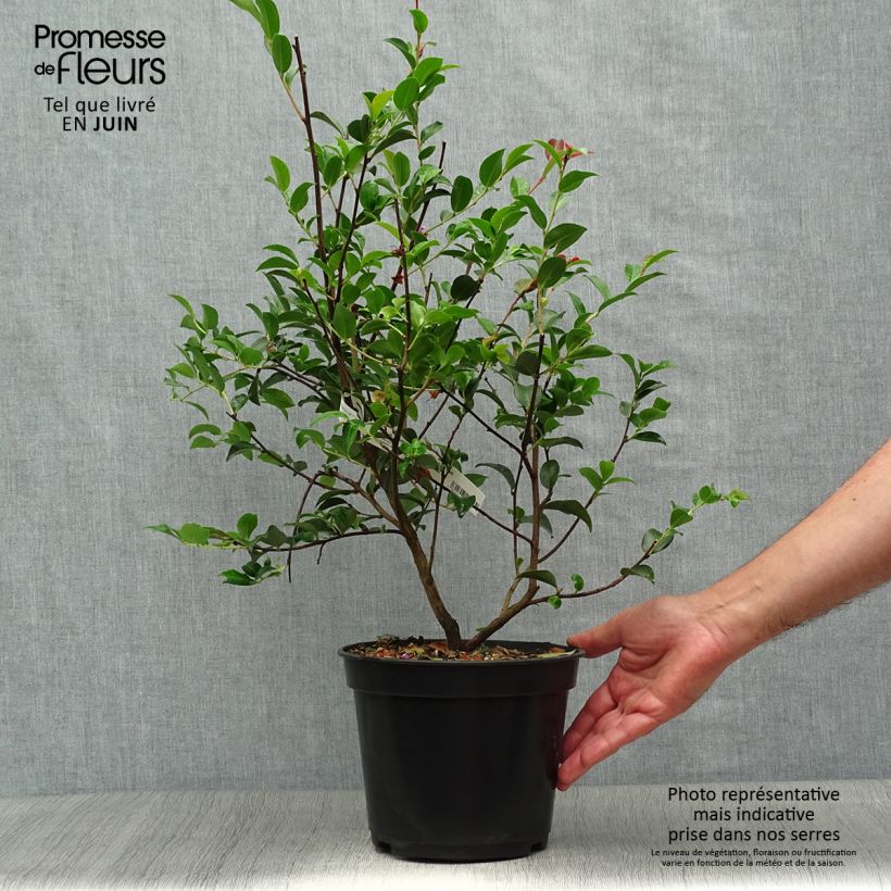 Exemplaar van Camellia Fairy blush Pot van 3 l/4 l zoals geleverd in de zomer