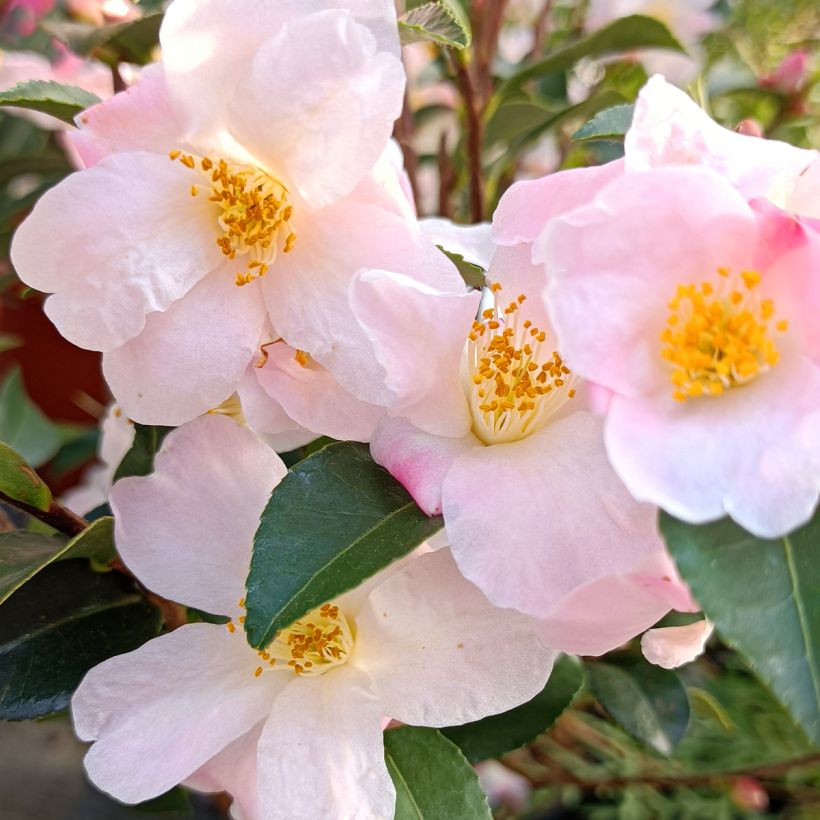 Camellia Fairy blush (Flowering)