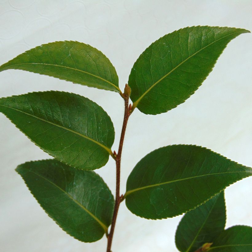 Camellia oleifera Sweet Jane - Specerijstruik (Foliage)