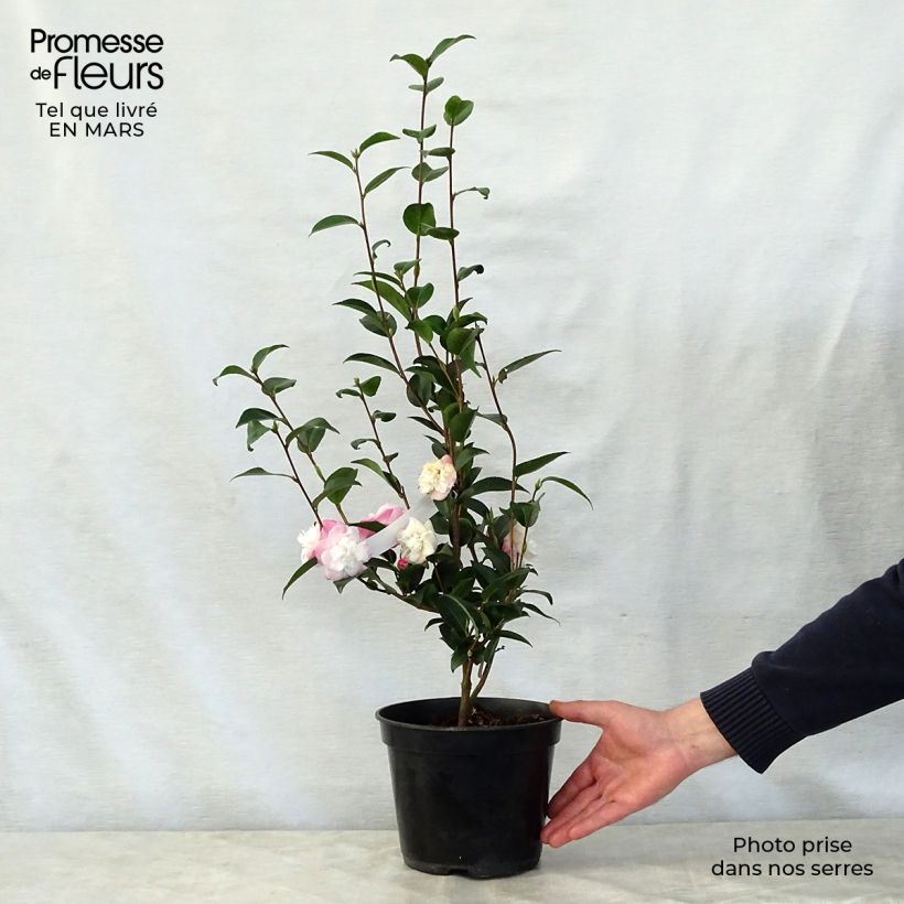 Exemplaar van Camellia oleifera Sweet Jane - Specerijstruik Pot van 4 l/5 l zoals geleverd in de lente