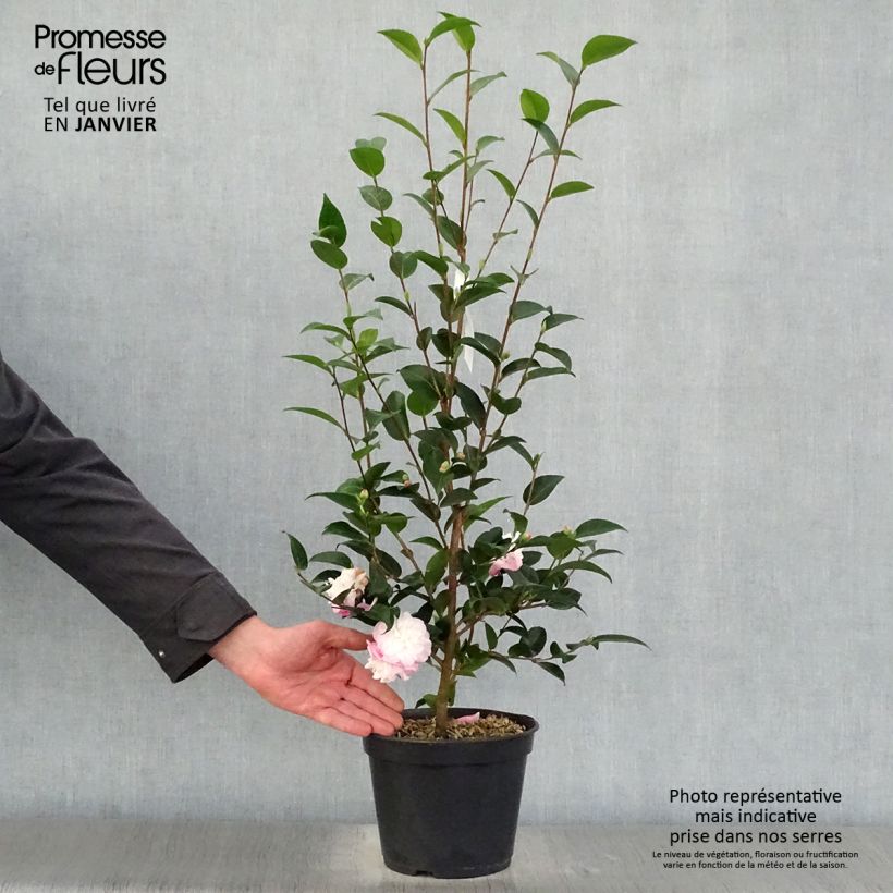 Example of Camélia champêtre Sweet Jane Pot van 4 l/5 l as you get in hiver
