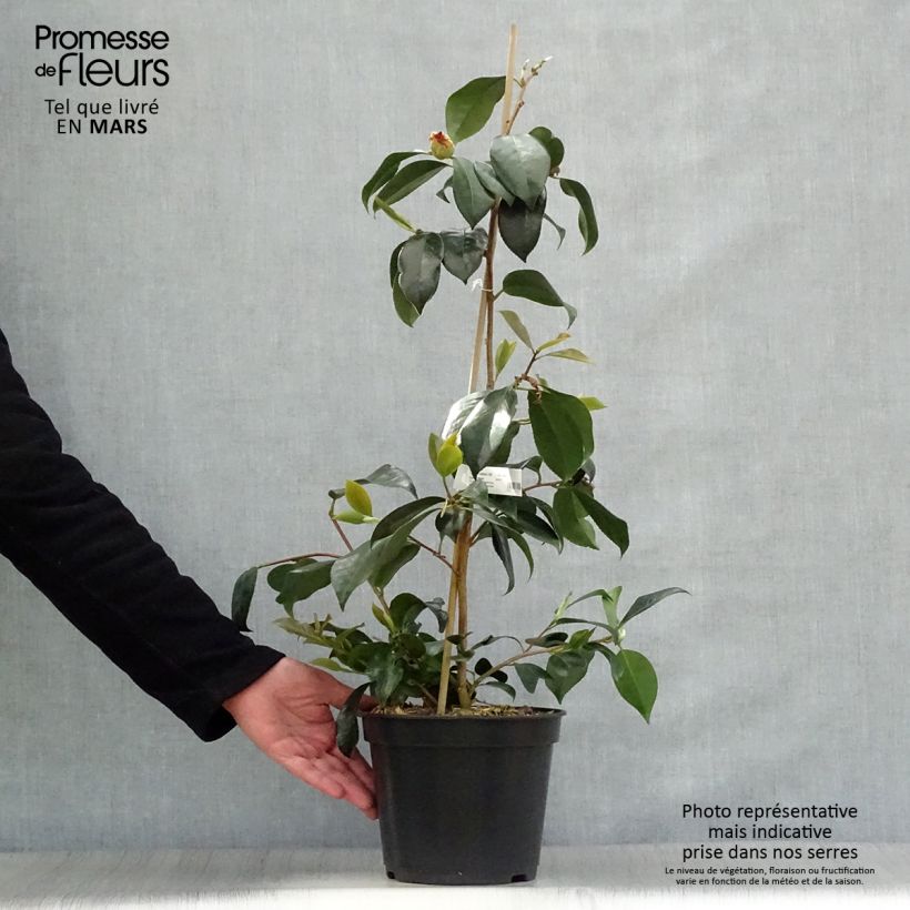 Exemplaar van Camellia japonica chandleri Elegans - Japanse roos Pot van 4 l/5 l zoals geleverd in de lente