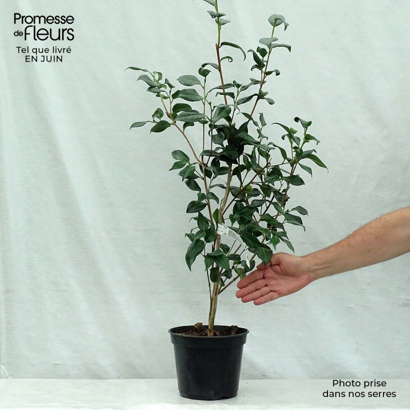 Exemplaar van Camellia japonica Marshmallow - Japanse camelia Pot van 4 l/5 l zoals geleverd in de zomer
