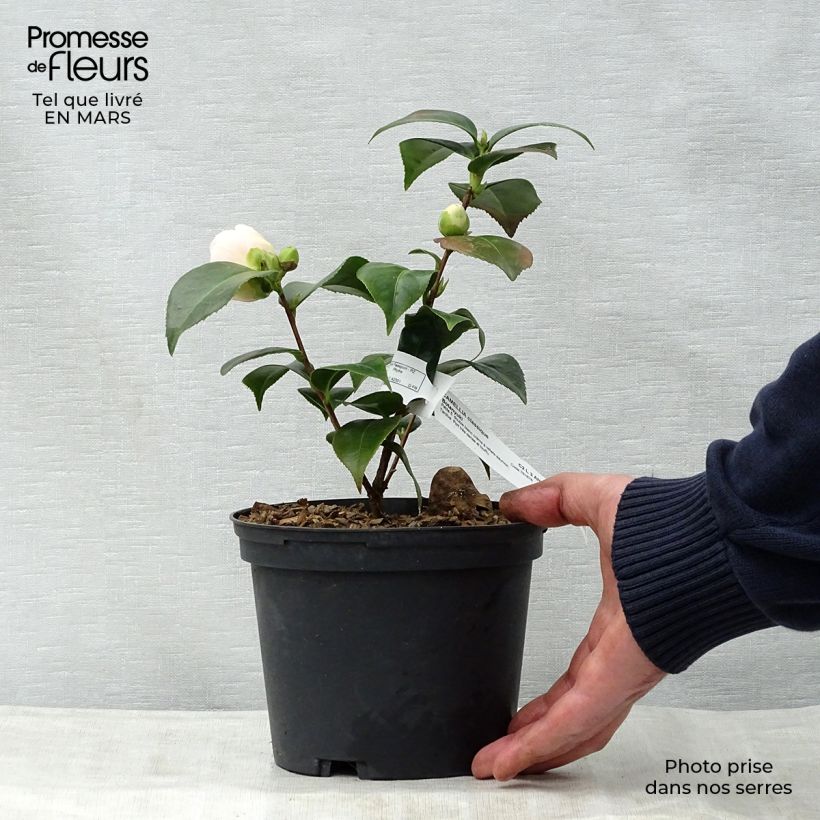 Example of Camélia classique - Camellia Botanyuki Pot van 2 l/3 l as you get in printemps