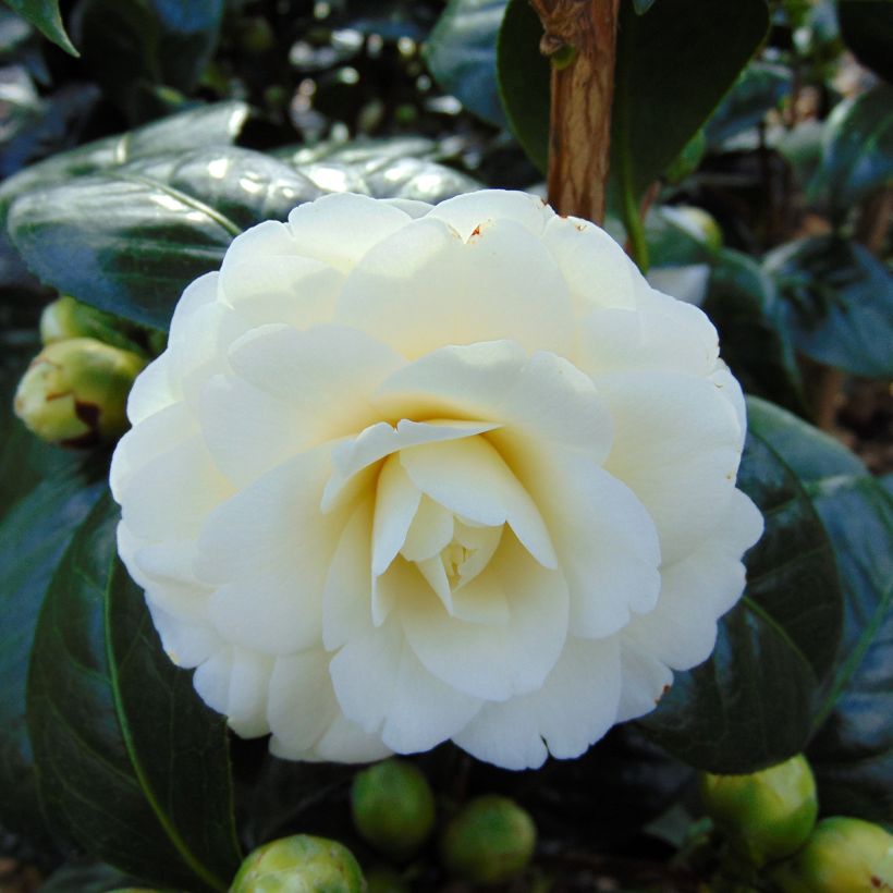Camellia Dahlonega - Japanse camelia (Flowering)