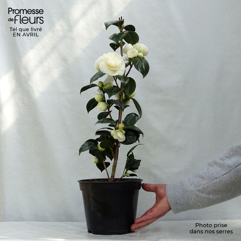 Exemplaar van Camellia Dahlonega - Japanse camelia Pot van 4 l/5 l zoals geleverd in de lente