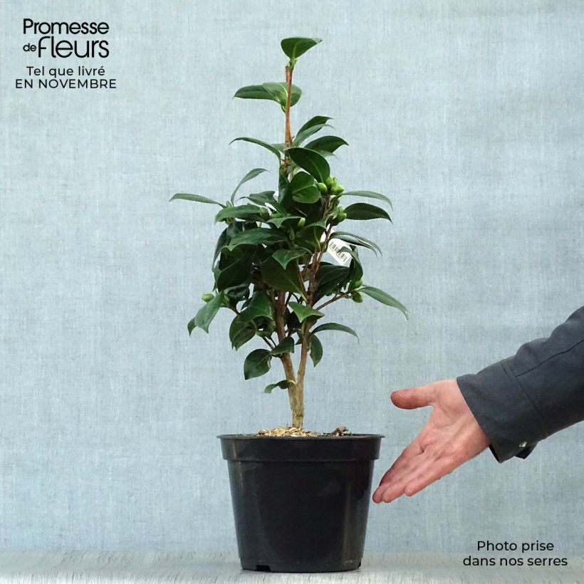 Exemplaar van Camellia Dahlonega - Japanse camelia Pot van 4 l/5 l zoals geleverd in de herfst