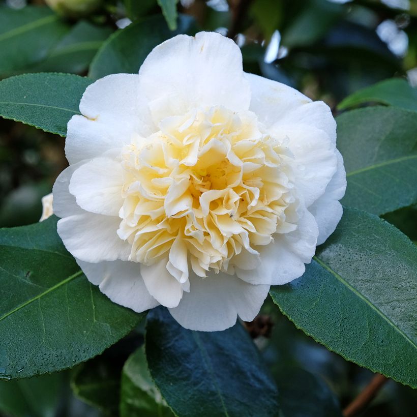 Camellia japonica Jurys Yellow - Japanse camelia (Bloei)