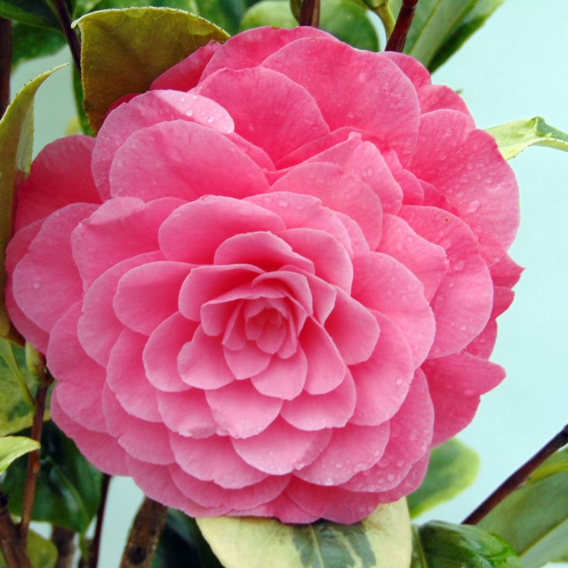 Camellia japonica Kerguelen - Japanse camelia (Flowering)