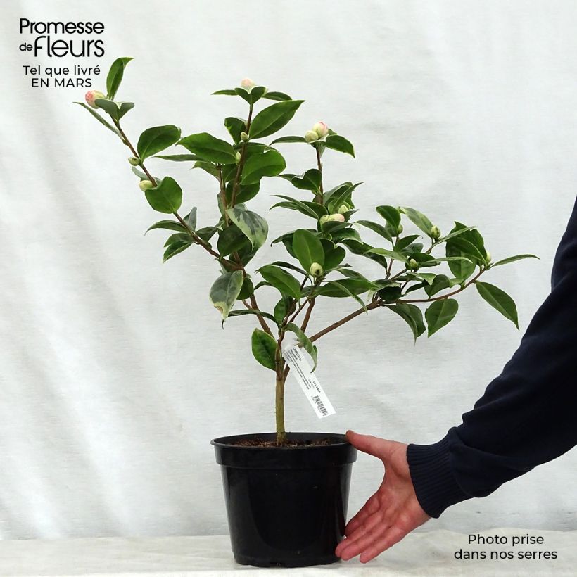 Exemplaar van Camellia japonica Kerguelen - Japanse camelia Pot van 4 l/5 l zoals geleverd in de lente