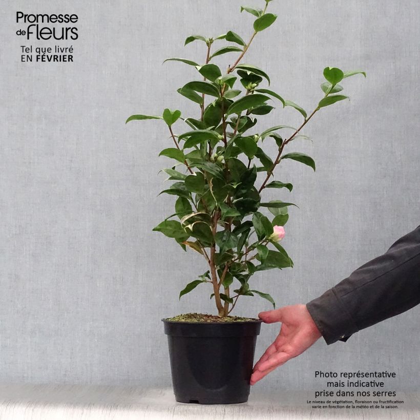Example of Camélia classique - Camellia Kerguelen Pot van 4 l/5 l as you get in hiver