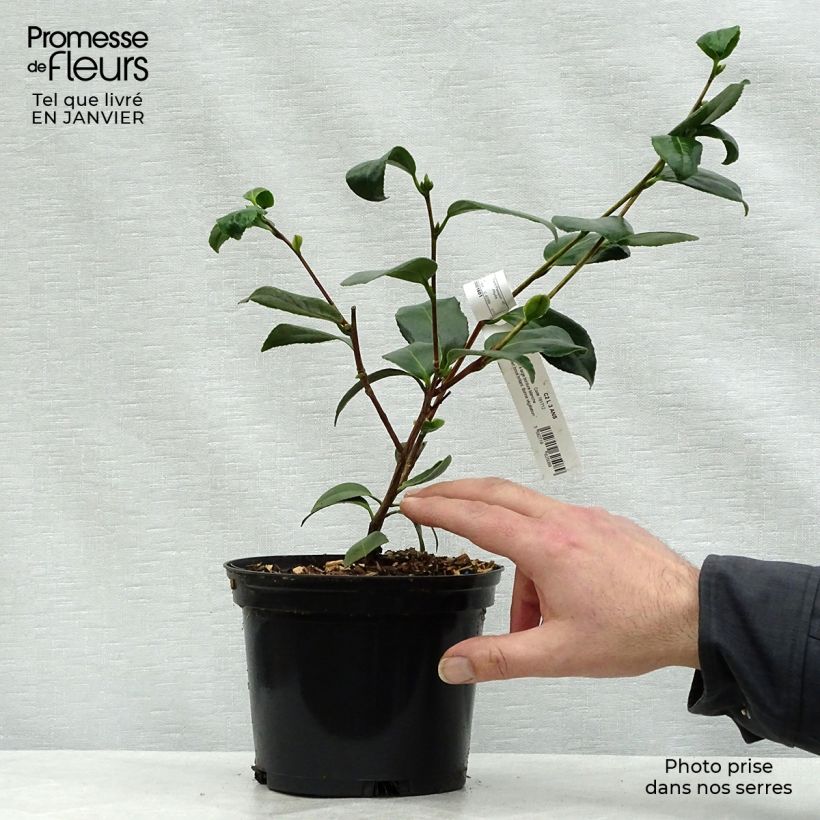 Example of Camélia classique - Camellia Look Away Pot van 2 l/3 l as you get in hiver