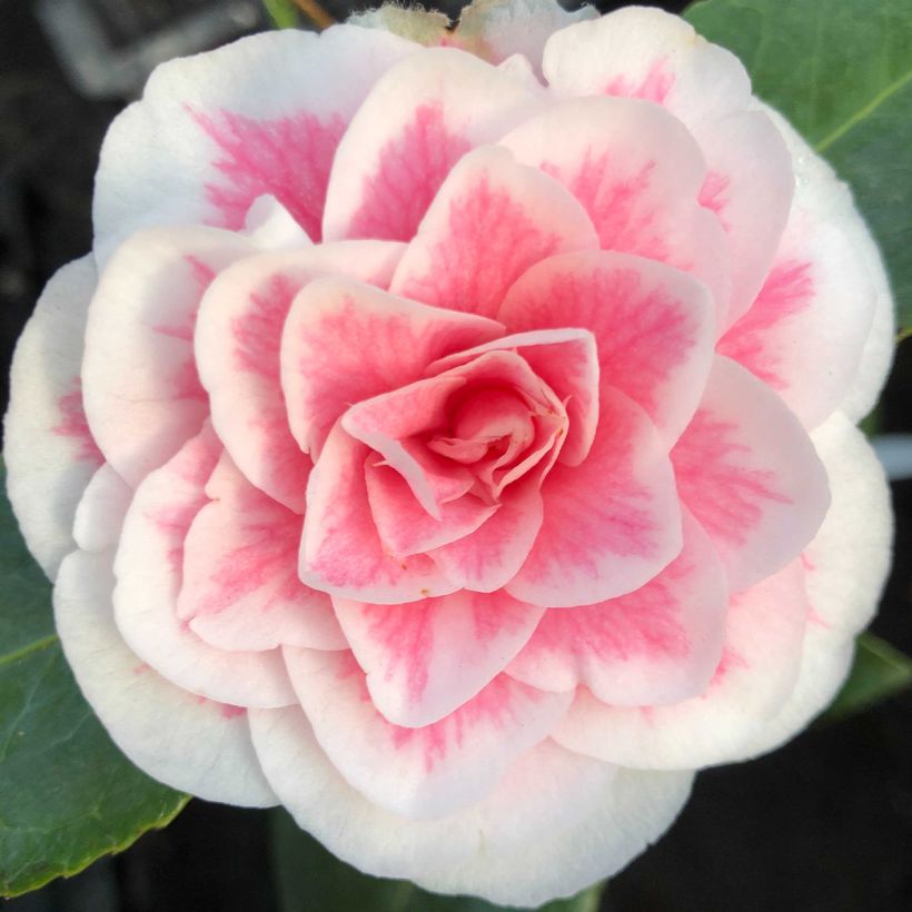 Camellia Look Away - Japanse camelia (Flowering)