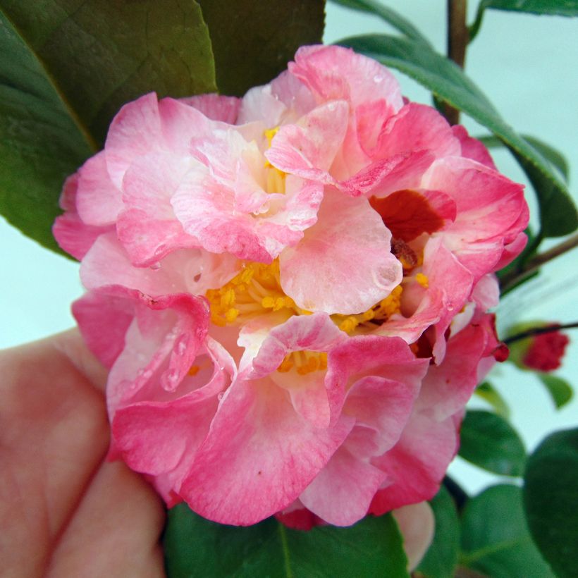 Camellia japonica Nuccios Jewel - Japanse camelia (Flowering)
