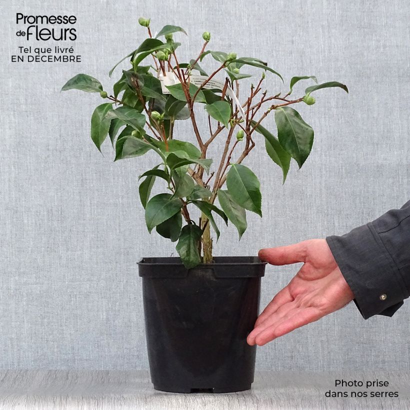 Example of Camélia classique - Camellia Nuccio's Jewel Pot van 3 l/4 l as you get in hiver