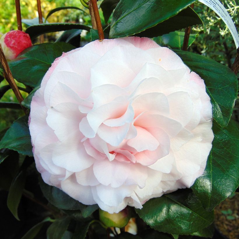 Camellia Nuccio's Pearl - Japanse camelia (Flowering)