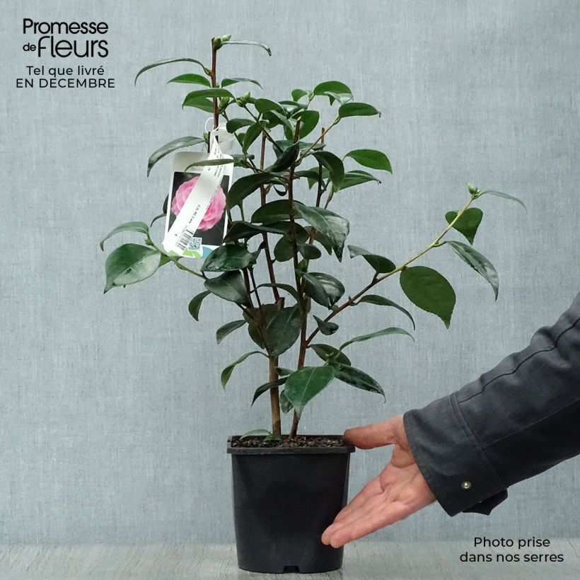 Example of Camellia Nuccio's Pearl - Japanse camelia Pot van 2 l/3 l as you get in hiver