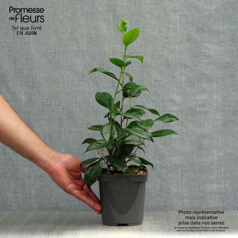 Exemplaar van Camellia Nuccio's Pearl - Japanse camelia Pot van 2 l/3 l zoals geleverd in de zomer