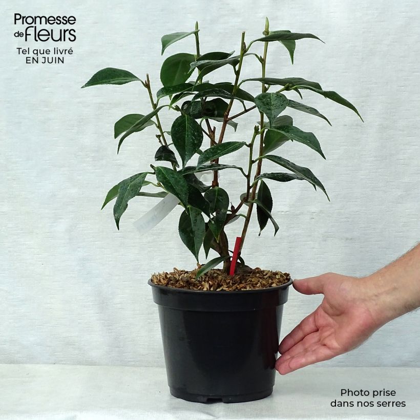 Exemplaar van Camellia Royal Velvet - Japanse camelia Pot van 4 l/5 l zoals geleverd in de zomer